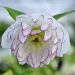 Ciemiernik wschodni Double  White Purple Edge 2l (Helleborus)
