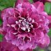 Powojnik Hot Kisses (Clematis)