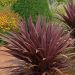 Cordyline australis 'Red Sensation' 2l