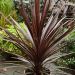 Cordyline australis 'Red Star' 2l