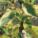 Cornus alba 'Spaethii' (Dereń biały)