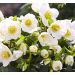 Ciemiernik biały ''Winterfall' (Helleborus niger)