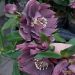 Ciemiernik VIV Collection LUISA (Helleborus)
