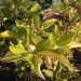 Cornus alba 'Aurea' (Dereń biały)