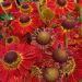Dziełżan Mariachi 'Salsa' (Helenium automale)