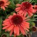 Jeżówka 'Carrot Cake' (Echinacea purpurea)