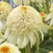 Jeżówka 'Milk Shake'' (Echinacea purpurea)