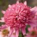 Jeżówka 'Mini Belle'' purpurowa (Echinacea purpurea)