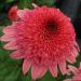Jeżówka 'Rasberry Truffle' (Echinacea purpurea)