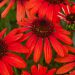 Jeżówka 'Red Pearl' (Echinacea purpurea)