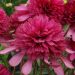 Echinacea purpurea 'Southern Belle' (Jeżówka purpurowa)