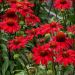 Jeżówka 'Sunmagic Fantastic Scarlet' 2l (Echinacea purpurea)