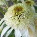 Echinacea purpurea 'White Double Delight' (Jeżówka purpurowa)