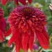 Jeżówka 'Eccentric' (Echinacea)