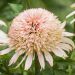 Echinacea purpurea 'Cherry Fluff' (Jeżówka purpurowa)