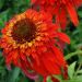 Jeżówka 'Hot Papaya' (Echinacea purpurea)