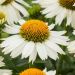 Jeżówka 'Meditation White' (Echinacea purpurea)