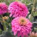 Jeżówka 'Pink Bonbon' (Echinacea purpurea)
