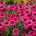 Jeżówka 'Sensation Wild Romance' 2l  (Echinacea hybrida)