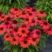 Jeżówka 'Sunmagic Vintage Ruby' (Echinacea purpurea )