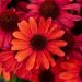 Jeżówka 'Sunmagic Vintage Ruby' (Echinacea purpurea )