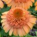 Jeżówka 'Supreme Cantaloupe' (Echinacea purpurea)