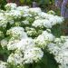 Eupatorium purpureum 'Lucky Melody' (Sadziec purpurowy)