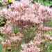 Eupatorium purpureum 'Mask (Sadziec purpurowy)