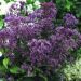 Eupatorium purpureum 'Phantom' (Sadziec purpurowy)