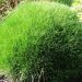 Festuca gautieri 'Pic Carlit' (Kostrzewa Gautiera, Niedżwiedzie futro)