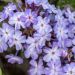 Floks 'Blue Boy' (Phlox paniculata)