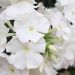 Phlox paniculata 'Flame White' (Floks wiechowaty)