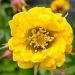 Kuklik 'Golden Joy' (Geum hybridum)