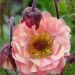 Kuklik 'Mai Tai' (Geum rivale )