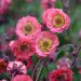 Kuklik 'Pink Petticoats' (Geum rivale)