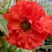 kuklik 'Samba Sunset' (Geum hybridum)