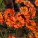 Kuklik 'Totally Tangerine' (Geum)