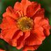 Kuklik 'Grande Rosso' (Geum hybridum)