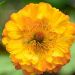 Kuklik 'Mango Lassi' (Geum boliviense)