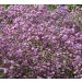 Gipsówka 'Pink Wedding' (Gypsophila repens)