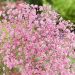 Gipsówka 'Flamingo' (Gypsophila paniculata)