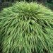 Hakonechloa macra 'Albostriata'(trawa bambusowa)