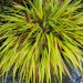 Hakonechloa macra 'Sunflare' (trawa bambusowa)