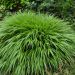 Hakonechloa macra (trawa bambusowa)