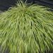 Hakonechloa macra 'Aureola' (trawa bambusowa)