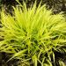 Hakonechloa macra 'All Gold' (trawa bambusowa)