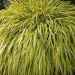 Hakonechloa macra 'Naomi' (trawa bambusowa)