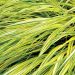 Hakonechloa macra 'Stripe It Rich'(trawa bambusowa)