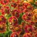 Dziełżan Mariachi 'Bandera' (Helenium automale)