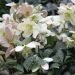 Ciemiernik 'Magic Leaves 2l (Helleborus ericsmithii)